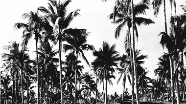 Quand Pearl Harbor changea le destin de la France