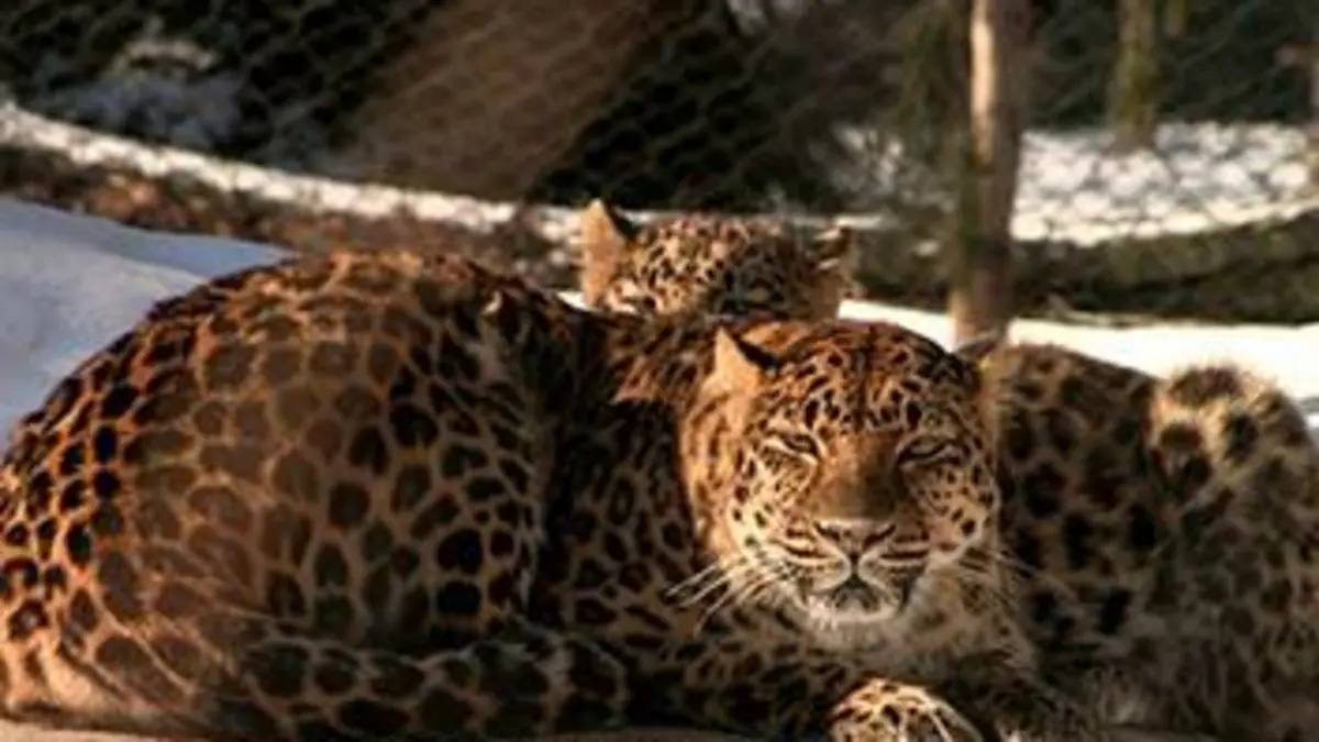 Quatre saisons au zoo de Montréal