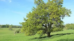 Visuel de Quatre saisons dans la vie d'un chêne