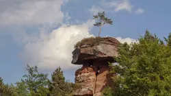 Quatre saisons en forêt du Palatinat
