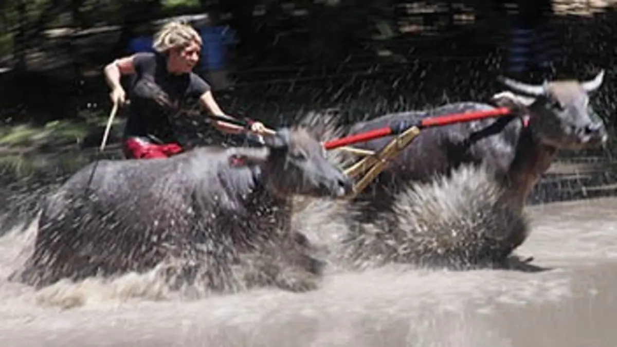 La dernière debout E05 Sumbawa : course de buffles