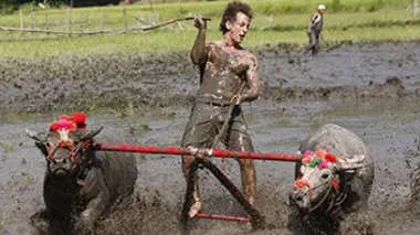 Course de buffles en Indonésie