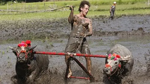 Le dernier debout S02E08 Course de buffles en Indonésie