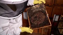 Quel avenir pour nos abeilles ?
