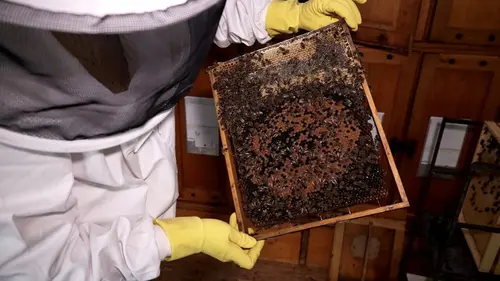Quel avenir pour nos abeilles ?