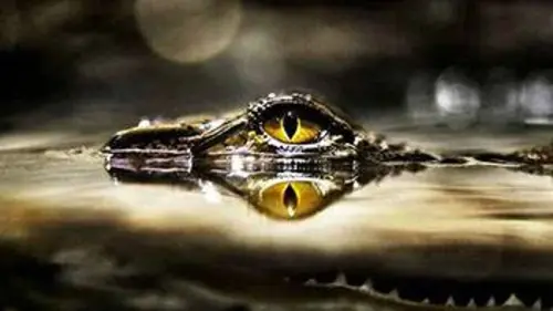 Question de survie S01E13 Qui est le roi ?