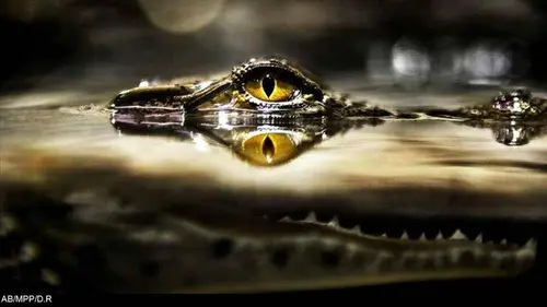 Question de survie E40 Les oiseaux marins