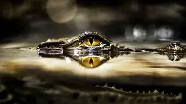 La dangereuse araignée