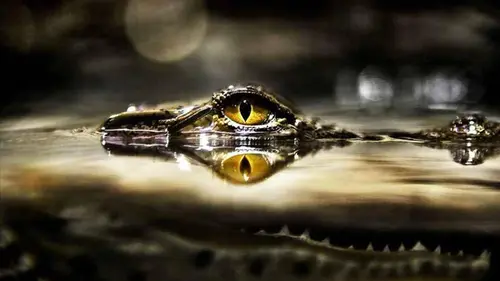 Question de survie E35 La dangereuse araignée