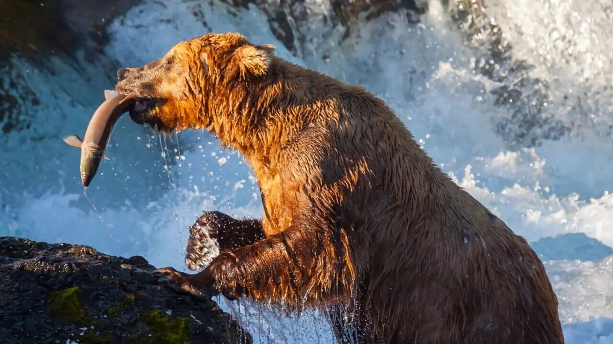 Question de survie Le match des puissants