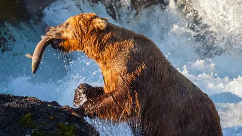 Question de survie Le match des puissants