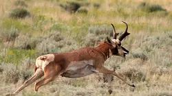 Question de survie Course de vitesse