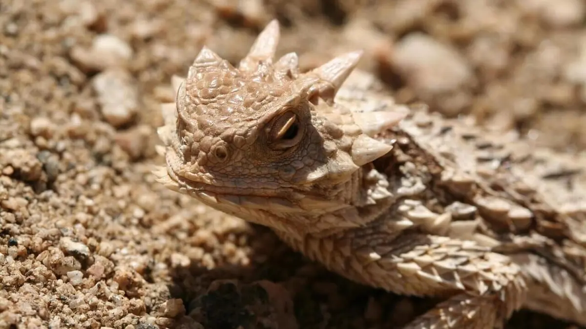 Question de survie Camouflage