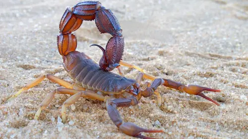 Question de survie Bataille de prédateurs