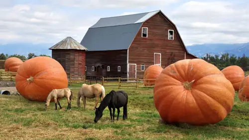 Question de taille ?