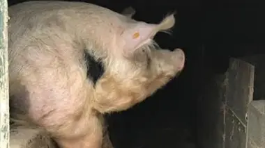 Le porc wallon : une autre vie pour les cochons ?