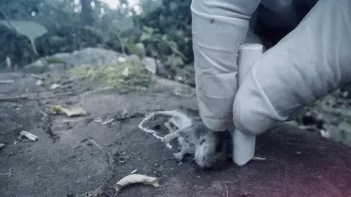 Qui a peur du grand hamster ?