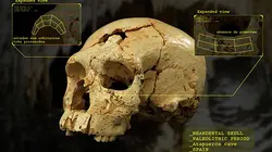 Qui a tué Néandertal ?