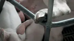 Qui peut-on manger ? Des animaux comme nous