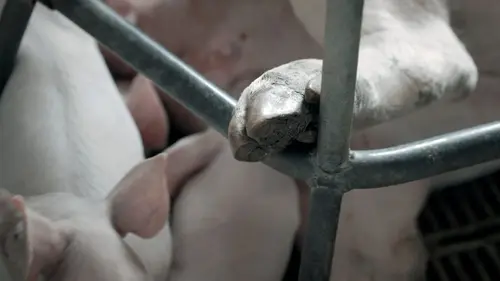 Qui peut-on manger ? Des animaux comme nous