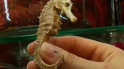 Visuel de Qui veut la peau de l'hippocampe ?