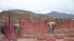 Quinoa, prenez-en de la graine !