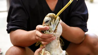 Ces héros qui sauvent nos animaux (n°4)