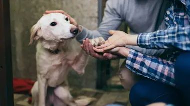 Ces héros qui sauvent nos animaux (n°5)