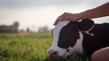 Ces héros qui sauvent nos animaux (n°1)
