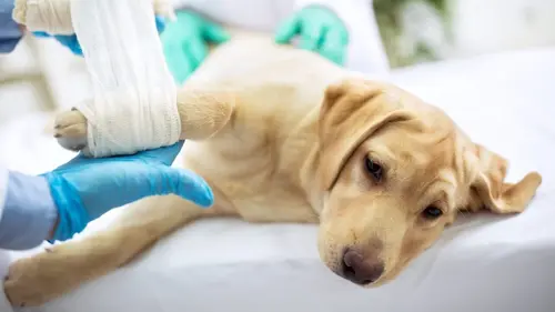 Audiences TV : Quotidiens hors du commun