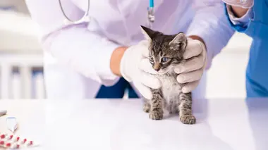 Vétérinaires : au secours des animaux