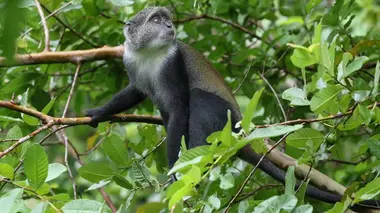 Animaux sauvages : plongée au coeur des zoos