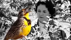 Rachel Carson, la mère de l'écologie