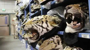 Racing Extinction
