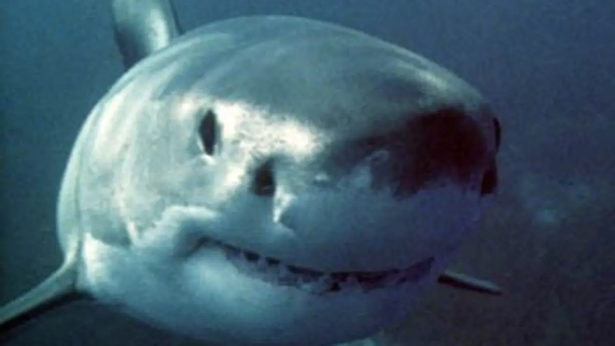 Raging Sharks
