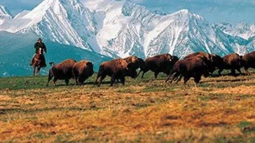Rassemblez les bisons
