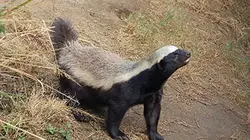 Visuel de Ratels, drôles de blaireaux