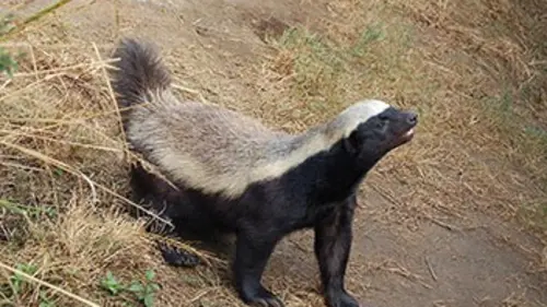 Ratels, drôles de blaireaux