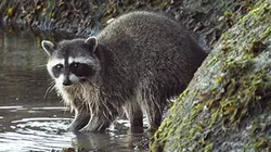 Ratons laveurs, ratons voleurs