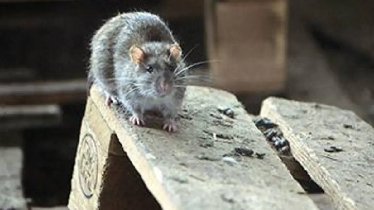 Rats : la poule aux oeufs d'or