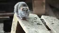 Visuel de Rats : la poule aux oeufs d'or