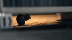 Rats : Peur sur la ville