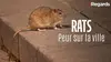 Rats : Peur sur la ville