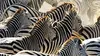 Rayures de zèbres
