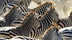 Visuel de Rayures de zèbres