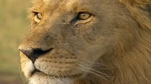 Razzia sur la faune d'Afrique