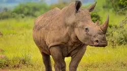 Refuges pour animaux sauvages Rhinocéros, daman, porc-épic