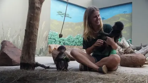 Refuges pour animaux sauvages Babouin, guépard, galago