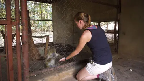 Refuges pour animaux sauvages Lionne, zèbres & loups