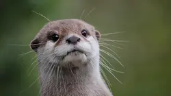 Refuges pour animaux sauvages Loutres, mangoustes et écureuils